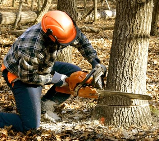 Tree Removal in Conrath, WI
